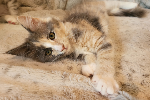 Audrey - süßes Maine Coon Kätzchen mit Stammbaum - Maine Coon - Hanau