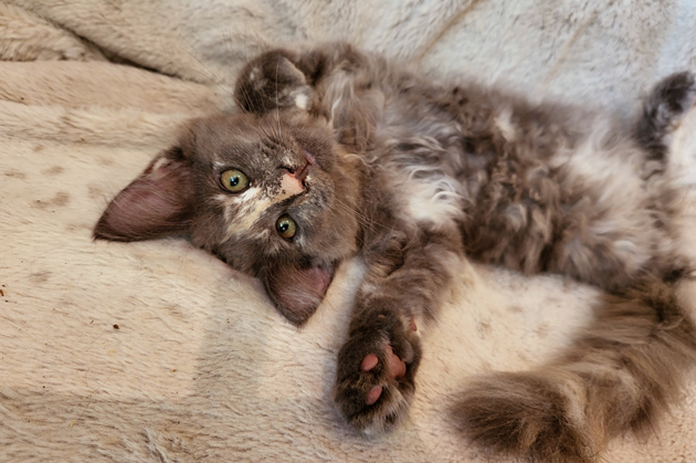 Amely - süßes Maine Coon Kätzchen mit Stammbaum - Maine Coon - Hanau