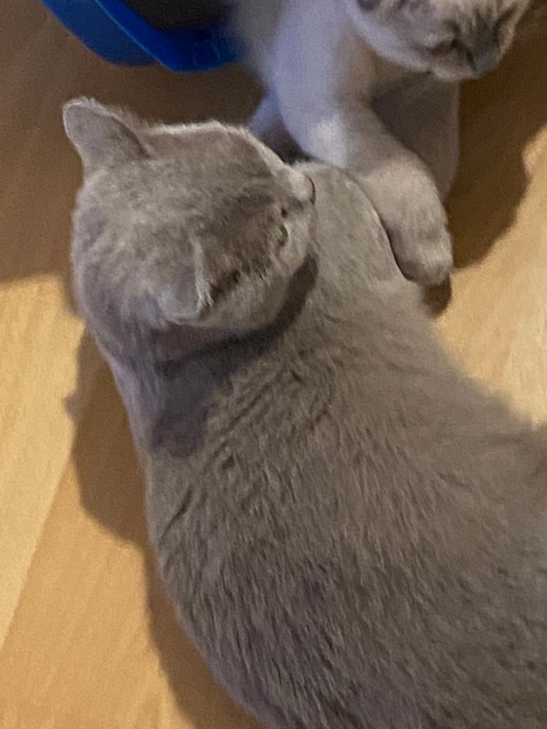 BKH! Reisefertig! Brittish Kurzhaar Mädchen! Reinrassig, wunderschön und lieb. - British Kurzhaar - 97753