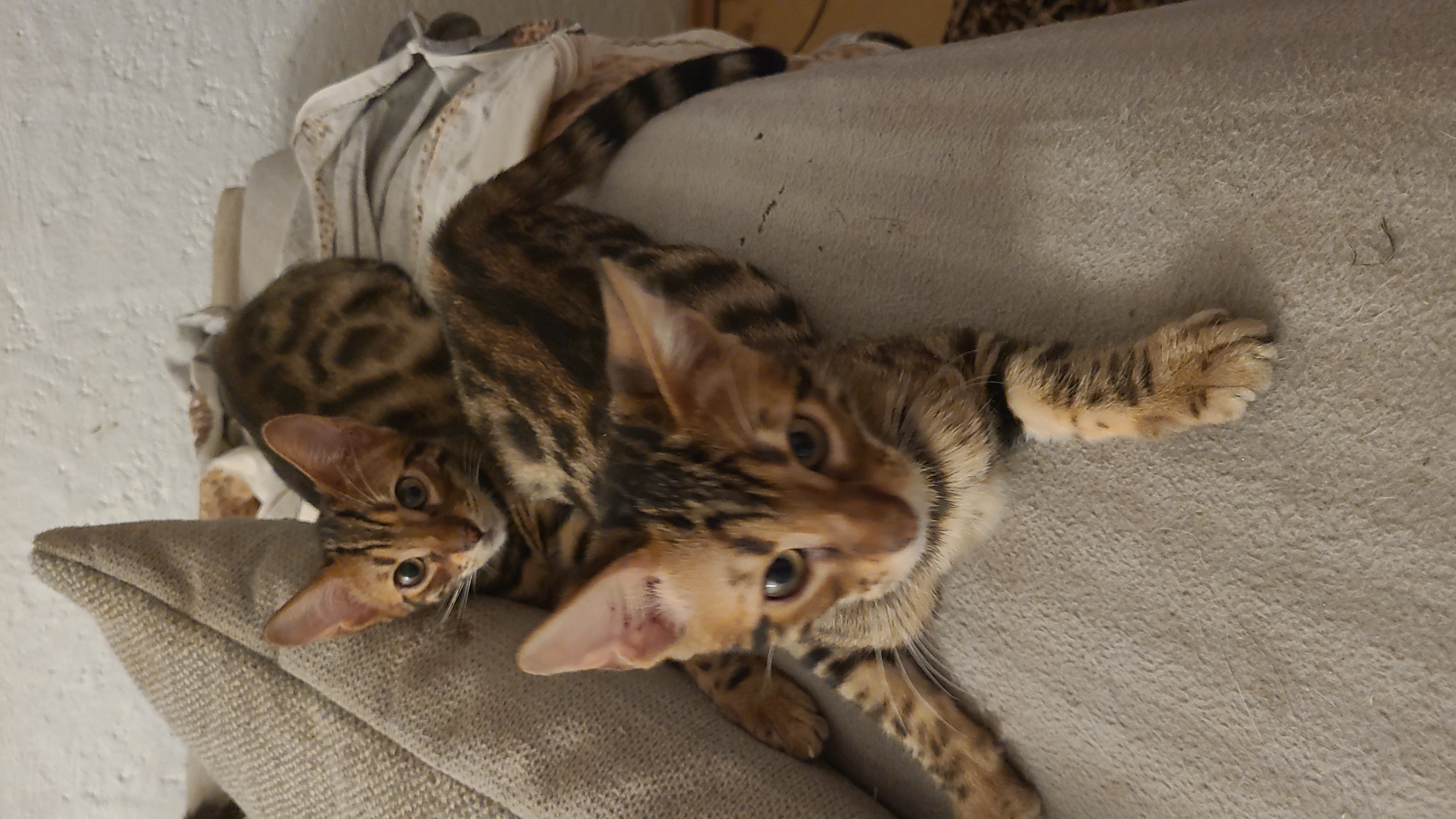Bengalkitten suchen dringend ein Zuhause - Bengal - Horben