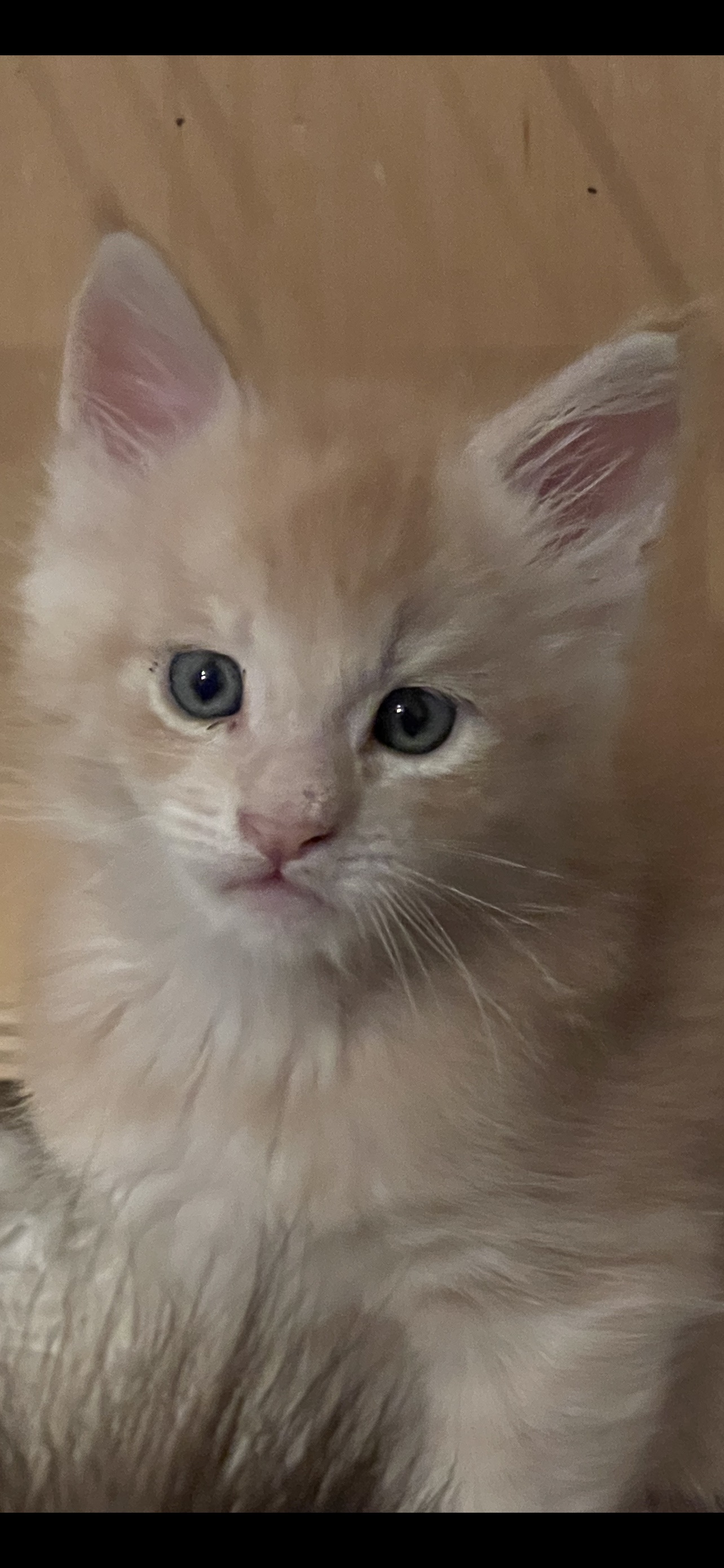 Maine Coon in Creme Silber - Maine Coon - Nürnberg