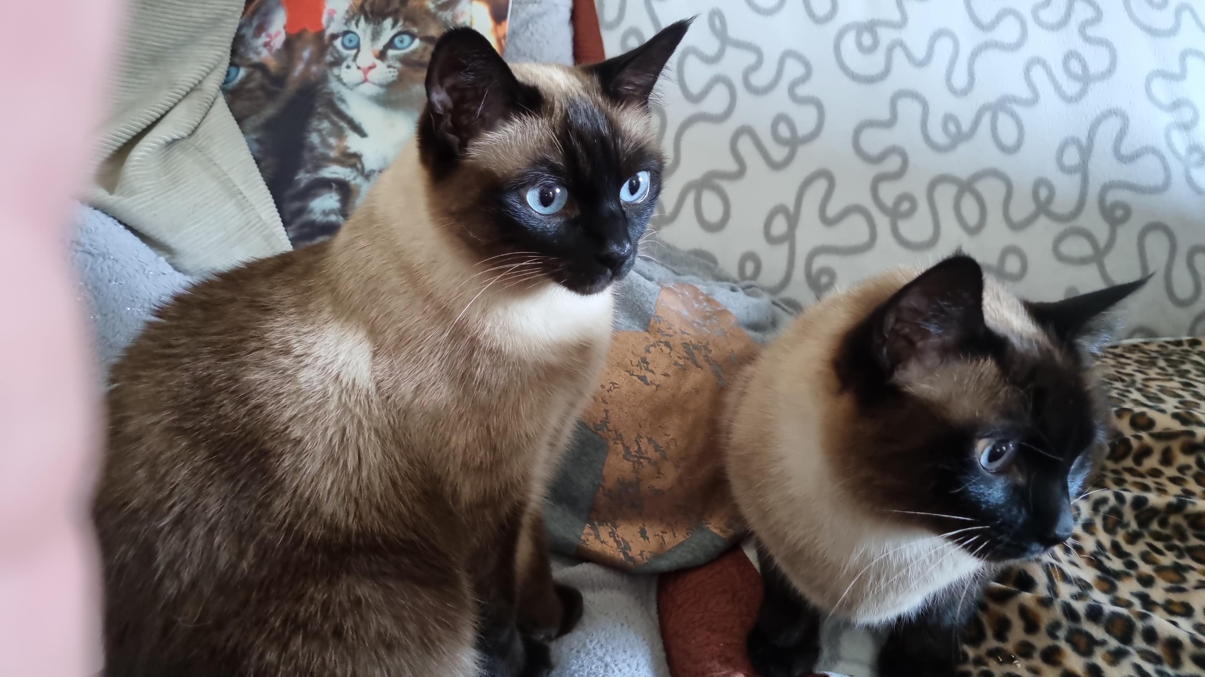 Siamkatzen Geschwister abzugeben - Hauskatzen - Herdecke