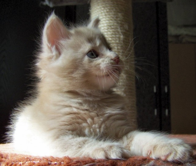 Sehr typvolle Maine Coon Kitten! - Maine Coon - Dresden
