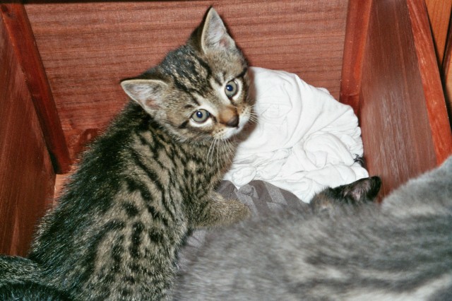 4 Katzenkinder suchen zum 24.07.08 ein neues Zuhause - Hauskatzen - Hamburg Langenhorn