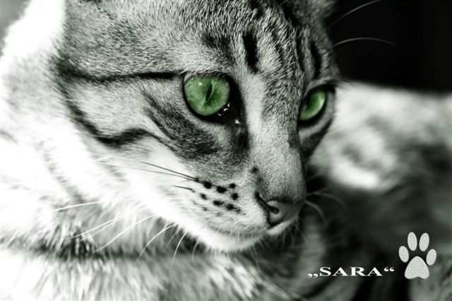 Katzen aus Lanzarote suchen liebes Zuhause! - Hauskatzen - Oberhausen
