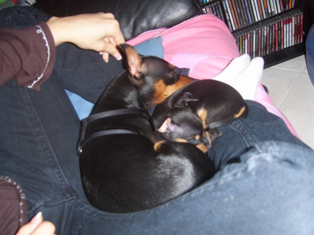 Suche kätzchen zum lieb haben - Mischling - östringen