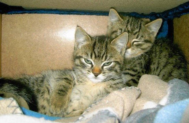 Angora Mischlings Geschwisterpärchen Kater&Katze 8Wochen - Angora - Wetter