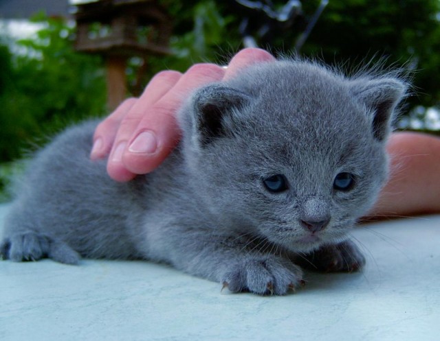Blauer Kartäuser/BKH Kater zu verkaufen - Kartaeuser - Haltern am See