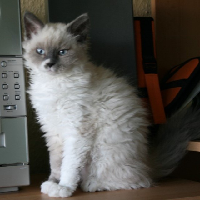 Selkirk Rex Langhaar Kitten mit blauen Augen - British Kurzhaar - Hannover