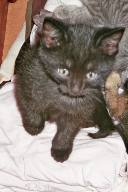 Süßes Katerbaby sucht zum 12.07.08 neues Zuhause - Hauskatzen - Hamburg