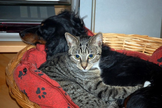 katze zu verschenken