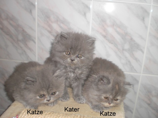 Perserbabys - Perser - Soest
