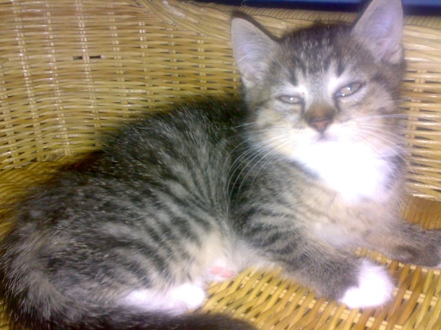 PERSER- MIX SÜSSES MÄDCHEN 9 WOCHEN ALT - Hauskatzen - Lehrte