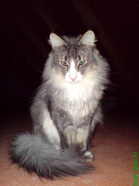 Bildhübscher Norwegischer Waldkater - Norwegische Waldkatze - mistelgau