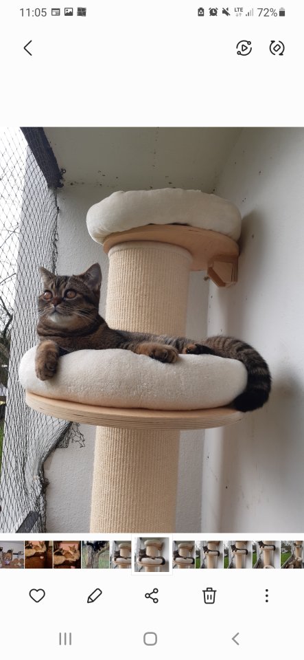 Britische Kurzhaar Mix Kater - British Kurzhaar - Krefeld