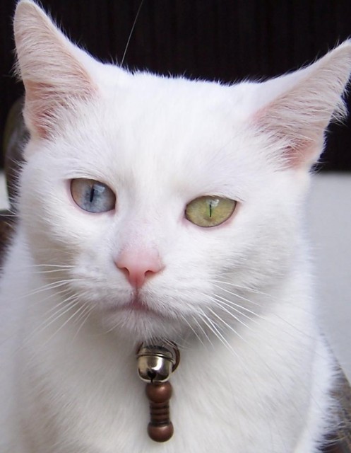BKH mit Odd-eyes möchte MAMI werden!!! - Deckkater - Triptis