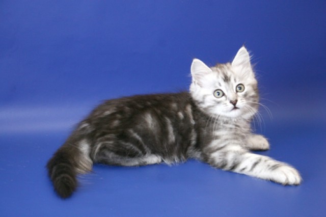 Sibirische Katzen aus Russland - Sibirische Katze - Wetzikon ZH Schweiz