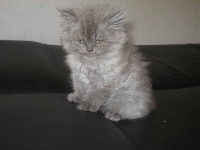 Wunderschöne Norweger-Perser-Mixe - Mischling - Wuppertal