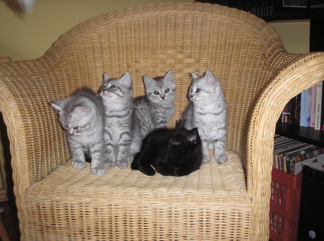 BKH Kitten - British Kurzhaar - Gelnhausen