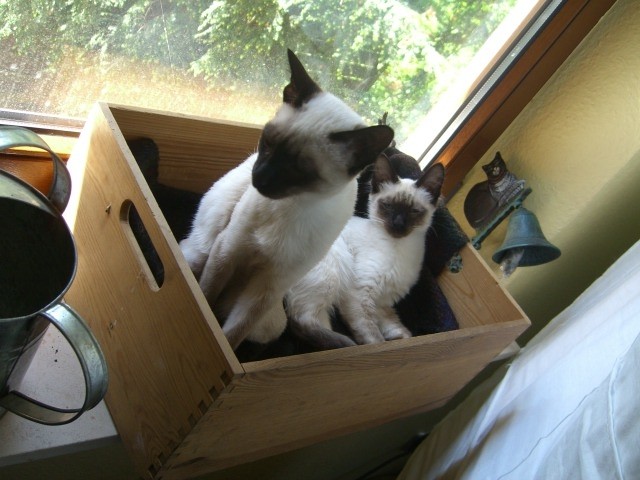 Suche Deckkater - Balinesen - Bochum