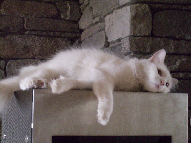 Türkisch Angora Katze weiß - Angora - Mücke