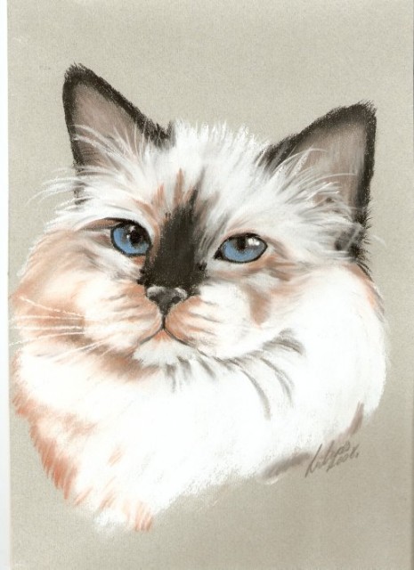 Katzenportraits nach Foto - Katzen Zubehoer - Hamburg