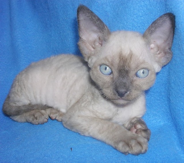 Süße Devon Rex Kitten in Sealpoint - Devon Rex - Paderborn