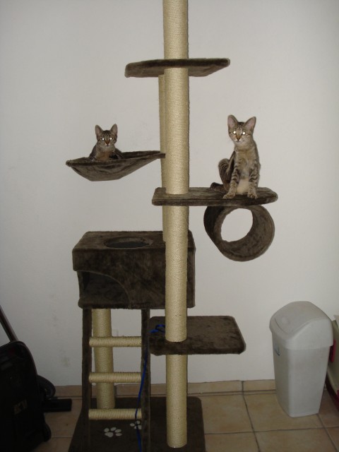 Kratzbaum zu verkaufen - Katzen Zubehoer - 57074