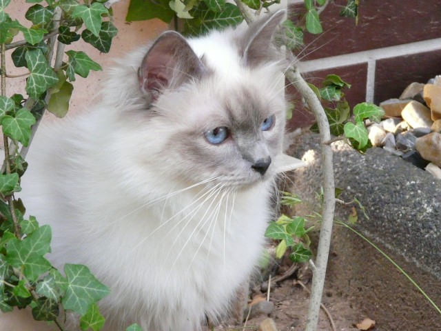 Heilige-Birma - Birma - 34117