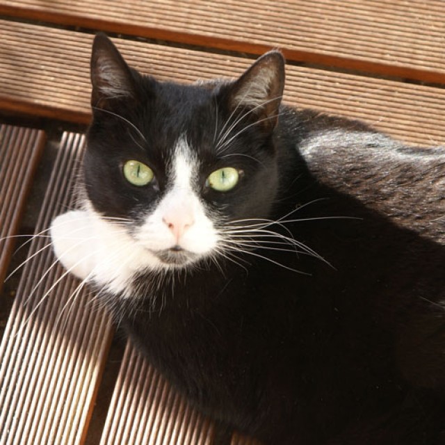 Katzensitter kurzfristig für eine Woche gesucht - Katzensitter - Düsseldorf
