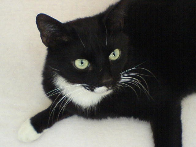 Zuhause zum alt werden gesucht! - Katzen Sonstige - Berlin