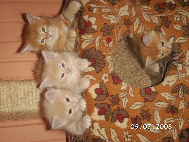 5 ganz liebe Maine Coon Kätzchen zu verkaufen - Maine Coon - Jüterbog