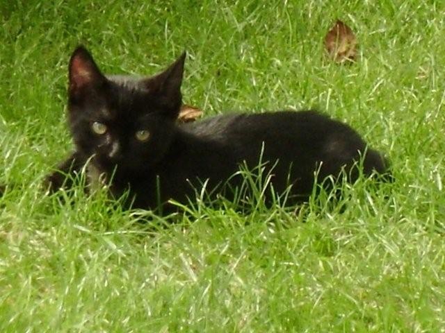 Schwarze Katze, 12 Wochen - Hauskatzen - Berlin