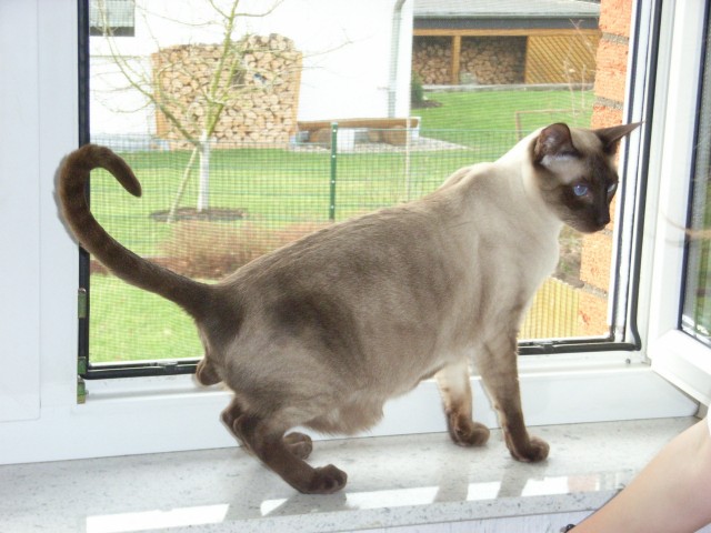 Siam-Kater - Siam -  Kassel