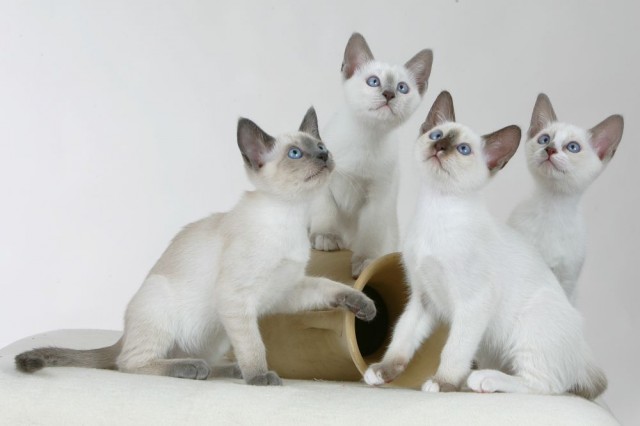 SNOWSHOE KITTEN - Siam - Radbruch