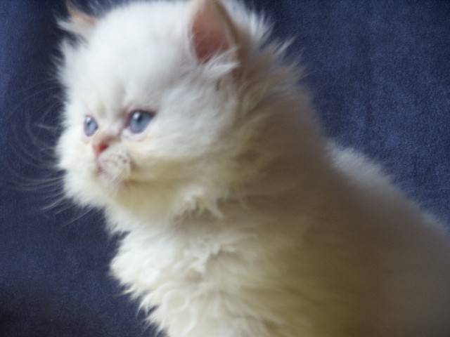 Colourpoint-Kitten - Colourpoint - Marienberg