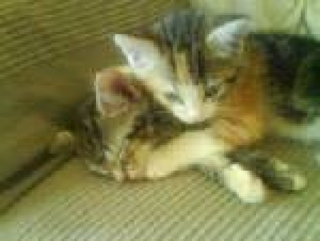 Katzen Babys - Katzen Sonstige - Bonn