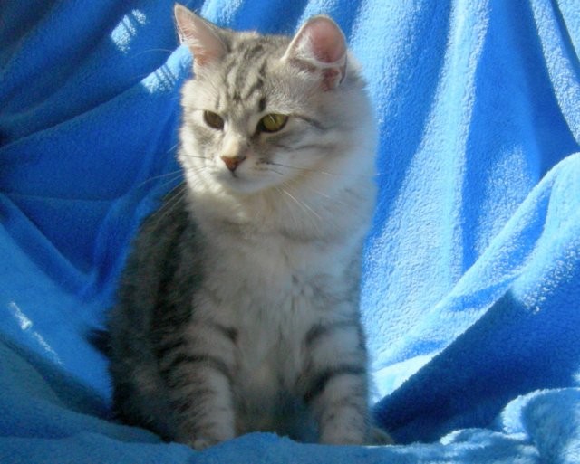 1 Sibis Kater sucht nach Zuhause - Sibirische Katze - Walbrzych