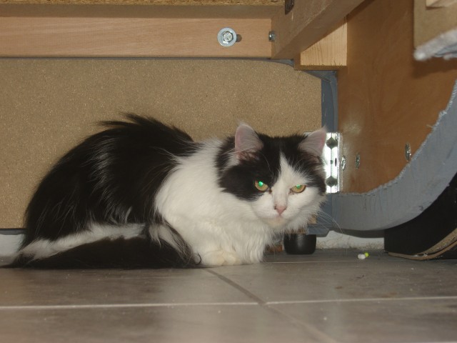 Deckkater Gesucht!!! - Deckkater - Geisenfeld