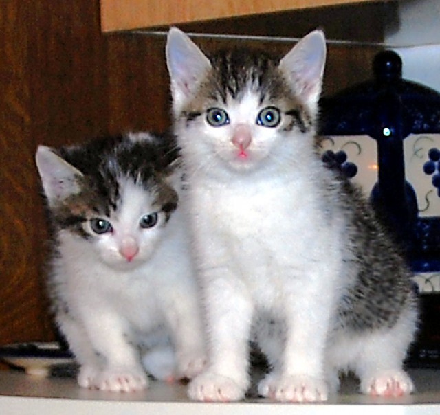 Kostenlose Bilder für Ihre Webseite - Mischling - Naundorf