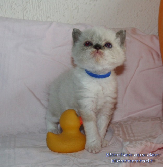* Zuckersüße Eisbärchen * - Selkirk Rex - NRW