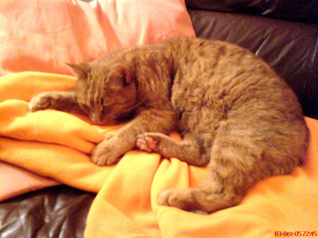 Katzenbetreuung in Nürnberg - Katzensitter - Nürnberg