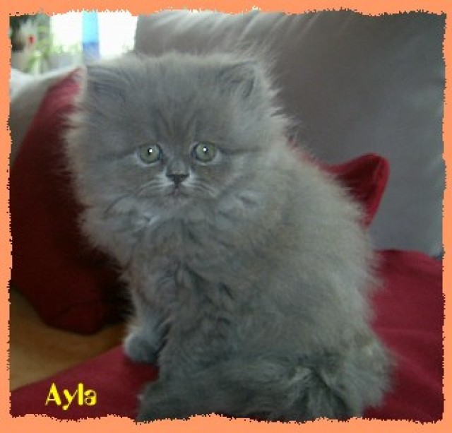 Süsse Perserbabys mit Näschen - Perser -  Plauen