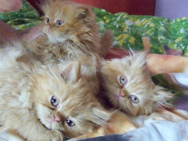 Super süsse Katzenbabys! - Perser - Berlin