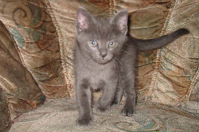  Wunderschöne Siam/Thai /Britischkurzhaa Kitten 8 Wochen alt - Thai - 65824 Schwalbach Am Taunus
