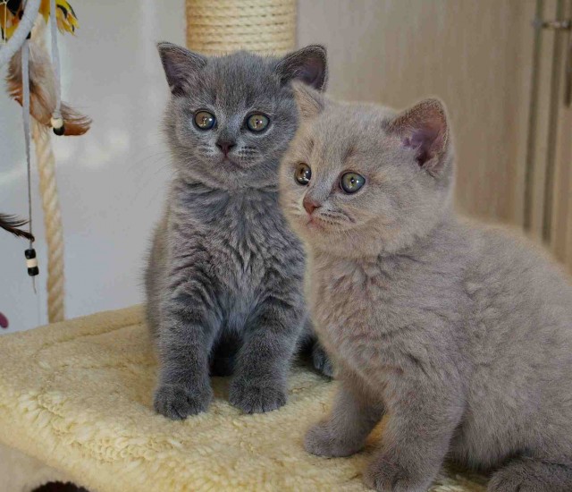 Wunderschöne BKH Katzenbabys - British Kurzhaar - Kempten