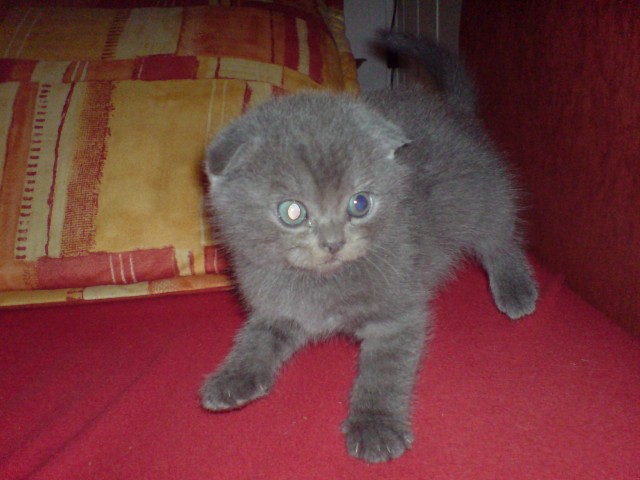  scotisch fold - Scottish Fold - Hameln
