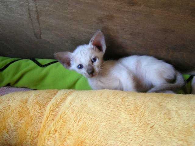 Traumhaft süße Katerchen - Orientalische Kurzhaar - Rumänien