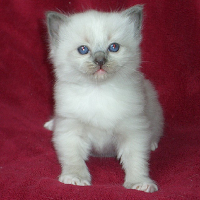 Zauberhaftes Ragdollkaterchen in blue mitted - Ragdoll - Krefeld