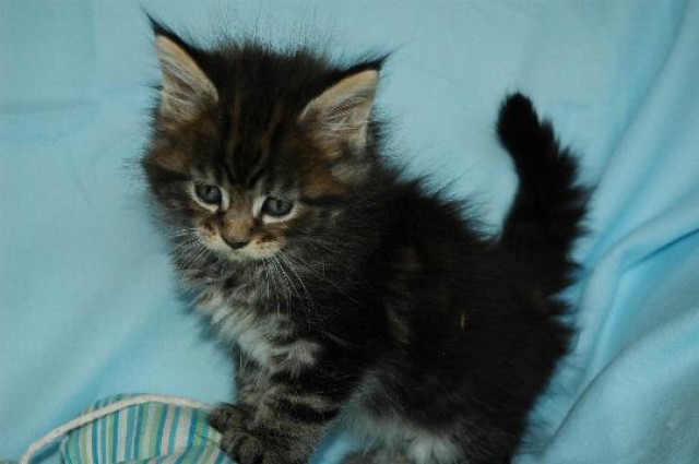 Zuckersüße Maine-Coon-Babys - Maine Coon - Waischenfeld
